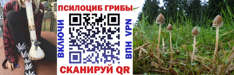 Псилоцибиновые грибы Psilocybe  цена   Константиновск 